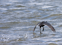 Coot 7461